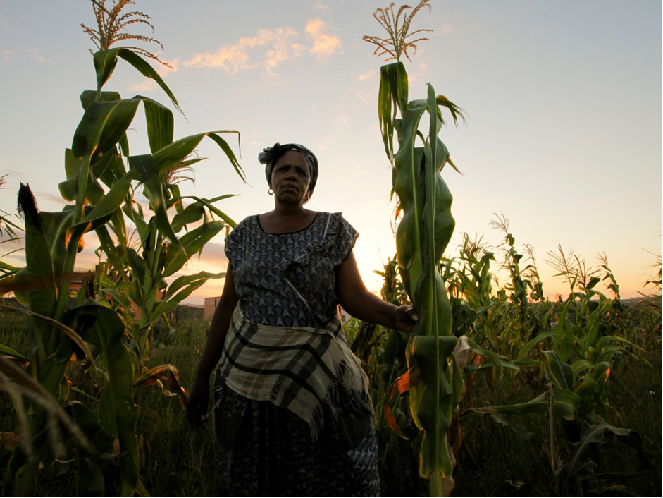 Sustainable Agriculture in The Gambia: Adapting to Climate Change for Food Security