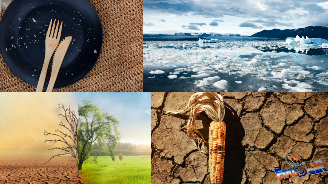 Food as Climate Memory: Why Cuisine Loss Drives Climate Action Faster Than Graphs