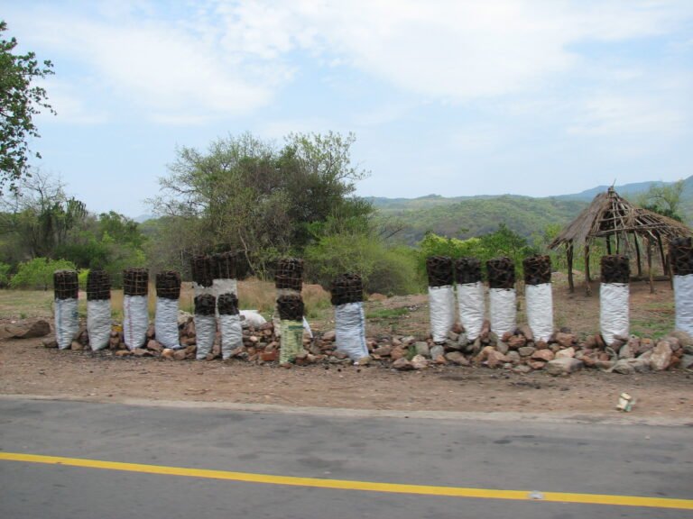 Selective environmentalism and energy transitions in Zambia