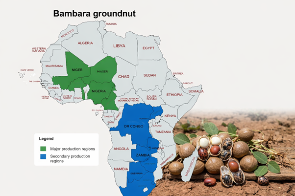 Bambara Groundnut: The Climate-Resilient African Crop the World Overlooked