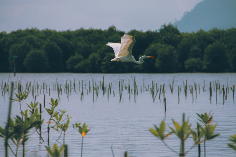 Indonesia’s Blue Carbon fighting Climate Change